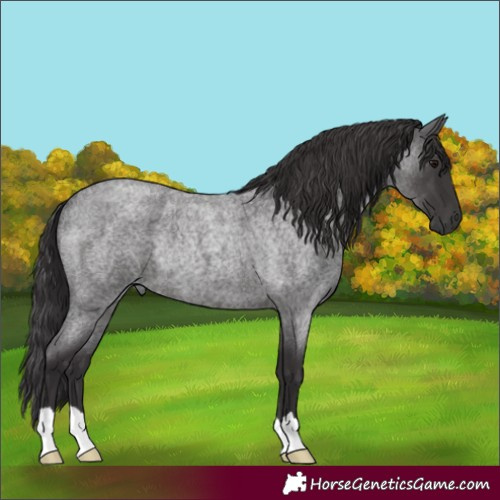 Horse Color:Smoky Blue Roan Rabicano 