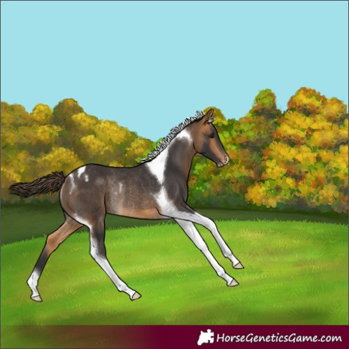 Horse Color:Buckskin Tobiano Varnish Rabicano