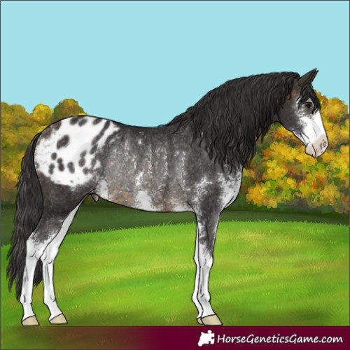 Horse Color:Buckskin Sabino Varnish Rabicano