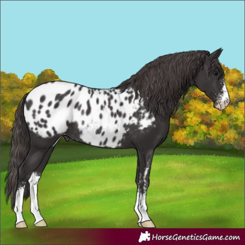 Horse Color:Smoky Black Sabino Blanket Rabicano 