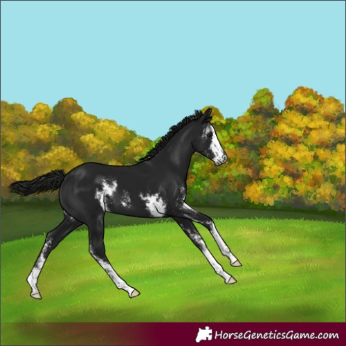 Horse Color:Gray Smoky Black Sabino