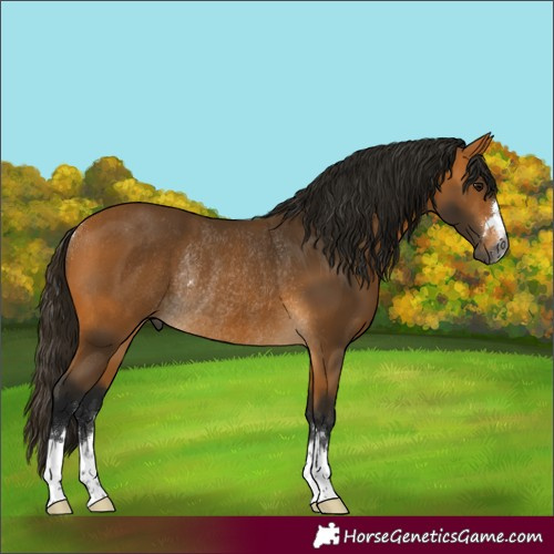 Horse Color:Gray Buckskin Rabicano 
