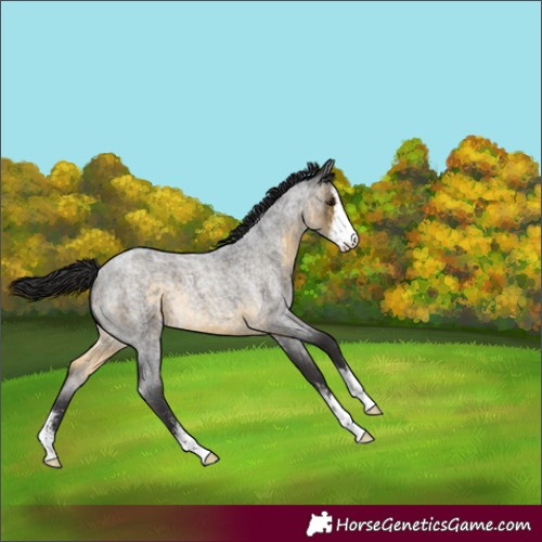 Horse Color:Buckskin Roan Sabino 