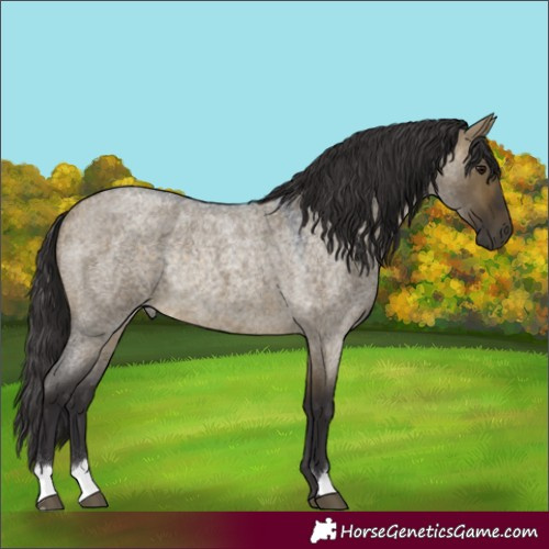Horse Color:Buckskin Roan Dun Rabicano