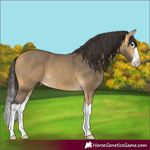 Horse Color:Buckskin Splash 