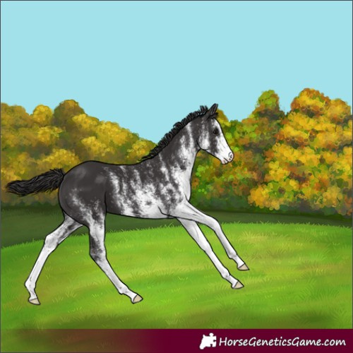 Horse Color:White Spotted Smoky Black 