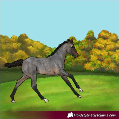 Horse Color:Gray Buckskin Roan