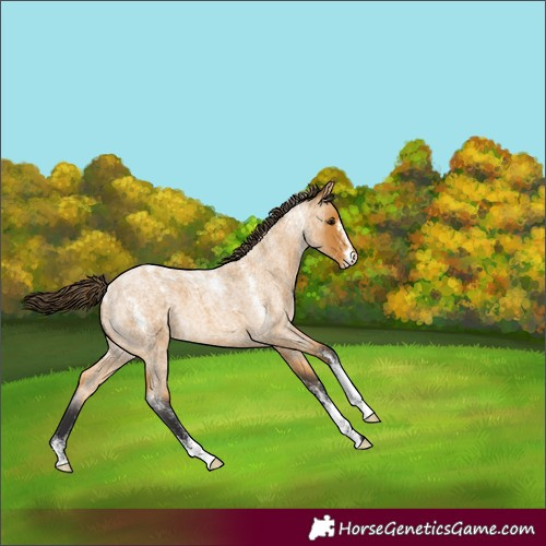 Horse Color:Powder White Buckskin Roan Skewed LP Spotted