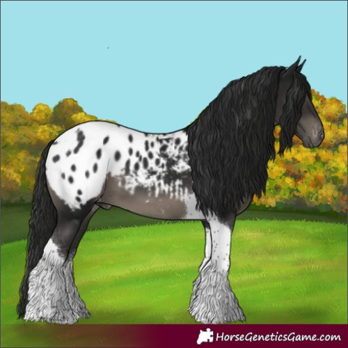 Horse Color:Gray Black Tobiano Blanket 