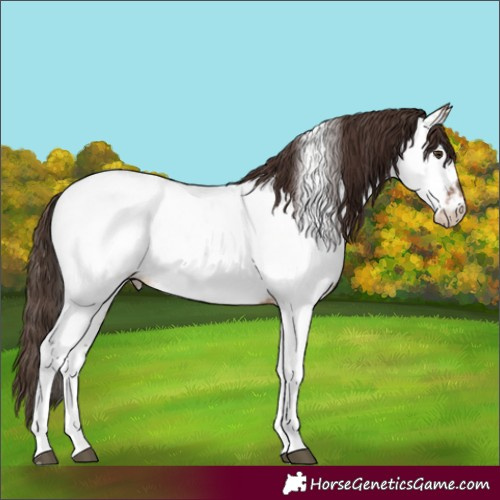 Horse Color:Brown Dun Tobiano Near Fewspot 