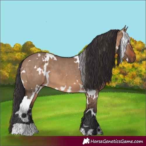 Horse Color:White Spotted Brown Dun