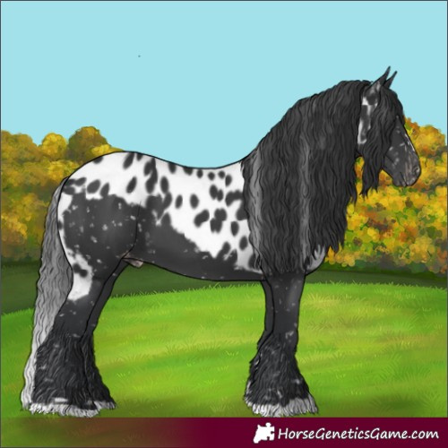 Horse Color:Black Skewed LP Spotted 