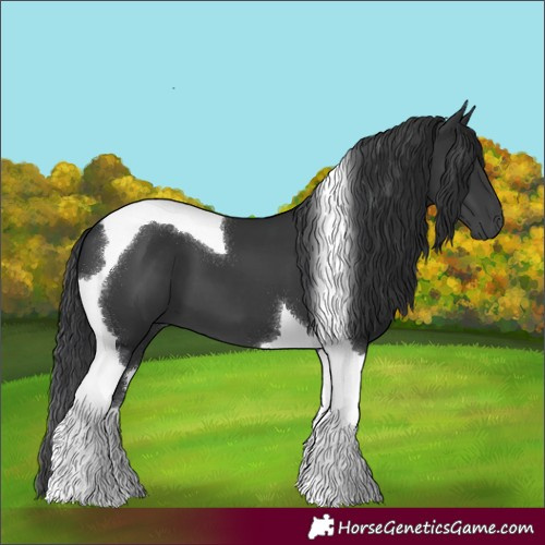 Horse Color:Black Tobiano 