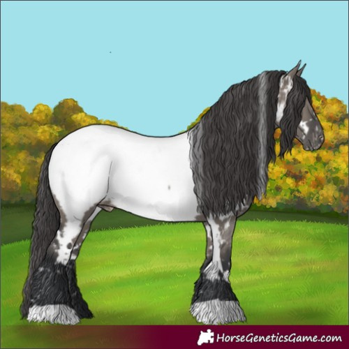Horse Color:White Spotted Grullo Near Fewspot Rabicano