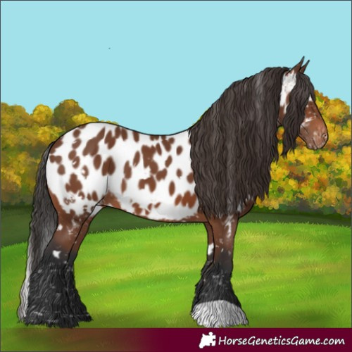 Horse Color:White Spotted Brown Near Leopard