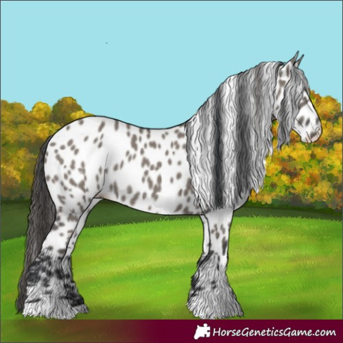 Horse Color:Grullo Near Leopard Rabicano 
