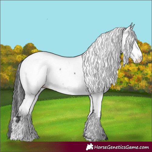 Horse Color:White Spotted Black Fewspot 