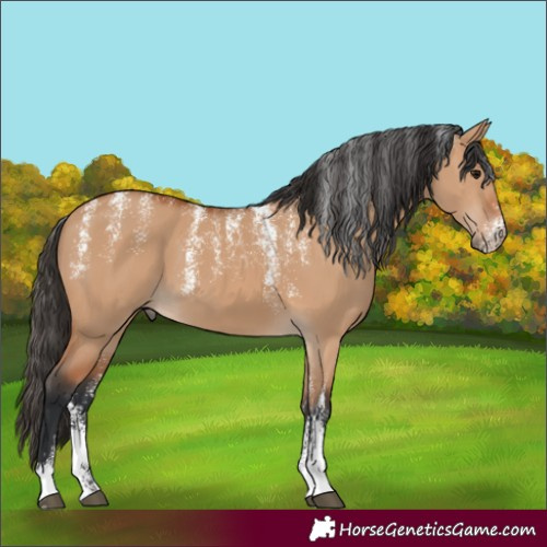 Horse Color:Powder White Bay Dun 