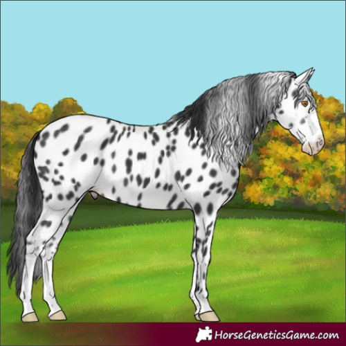 Horse Color:Black Sabino Leopard 