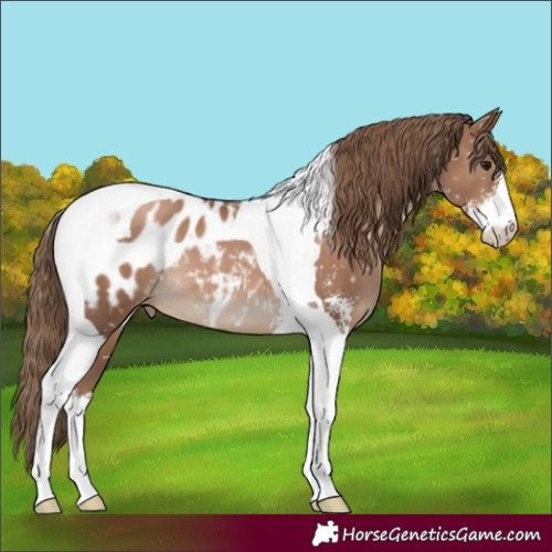 Horse Color:Black Pearl Sabino Tobiano Blanket