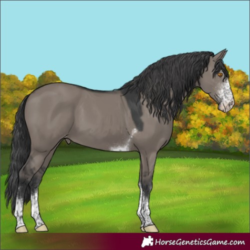 Horse Color:Grullo Sabino Tobiano Varnish