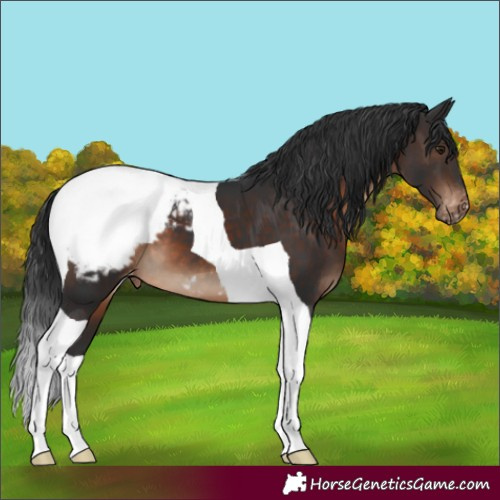Horse Color:Brown Tobiano Snowcap 