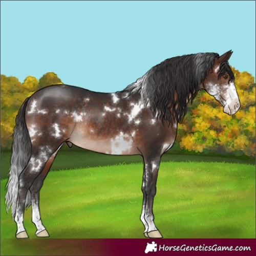 Horse Color:White Spotted Brown Sabino Rabicano 