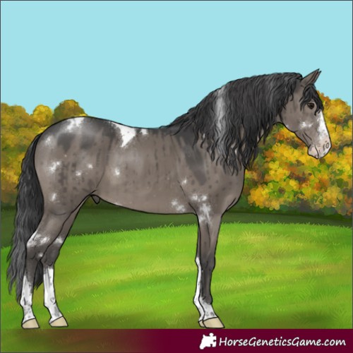 Horse Color:White Spotted Grullo Splash Tobiano Rabicano Brindle