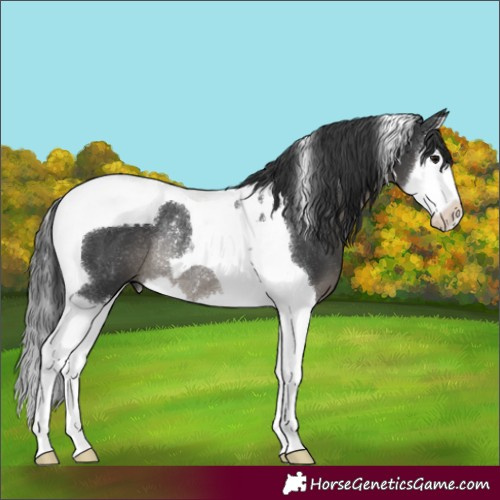 Horse Color:Black Splash Tobiano Rabicano 