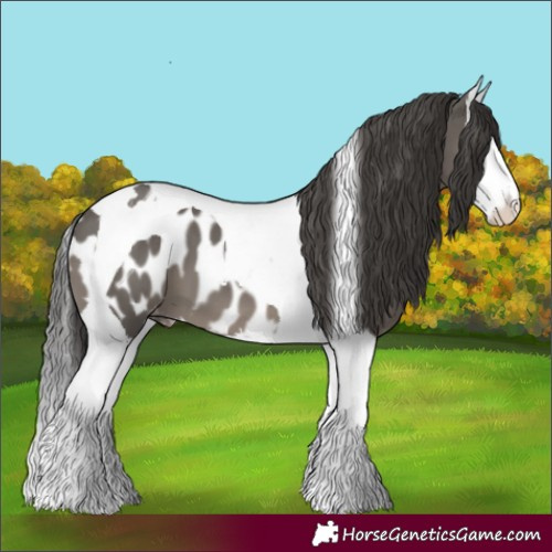 Horse Color:Grullo Splash Tobiano Blanket