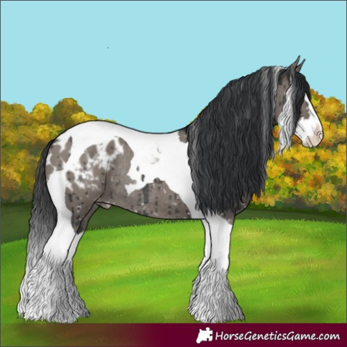 Horse Color:Grullo Splash Tobiano Blanket Rabicano Brindle 