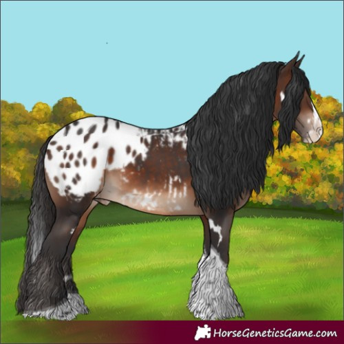 Horse Color:White Spotted Brown Splash Tobiano Blanket Rabicano 