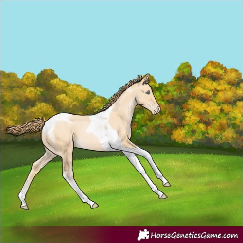 Horse Color:Buckskin Pearl Tobiano