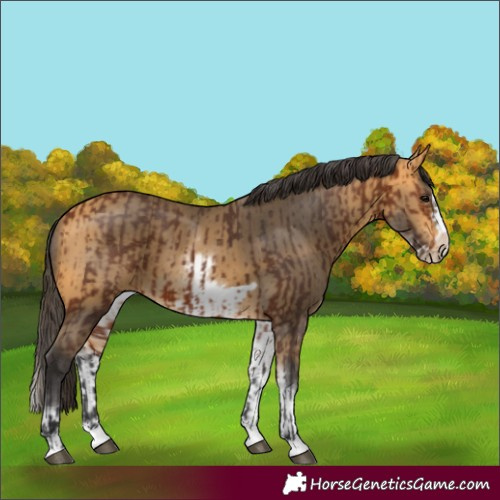 Horse Color:Bay Splash Frame  and White Spotted Buckskin Splash Frame 