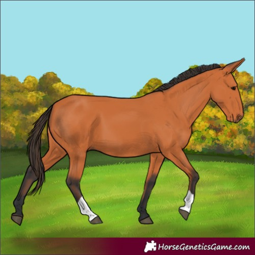 Horse Color:Bay 