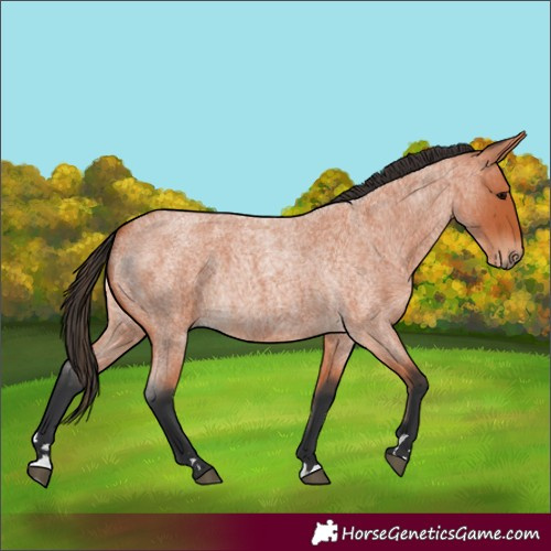 Horse Color:Bay Roan 