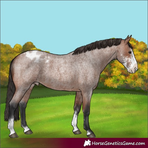 Horse Color:Bay Roan Sabino Blanket Rabicano 