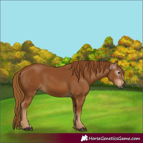Horse Color:Gray Chestnut 