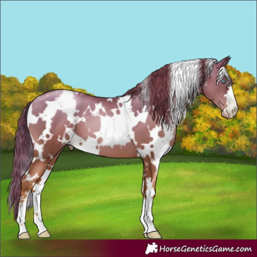 Horse Color:Gray White Spotted Gold Champagne Pearl Varnish