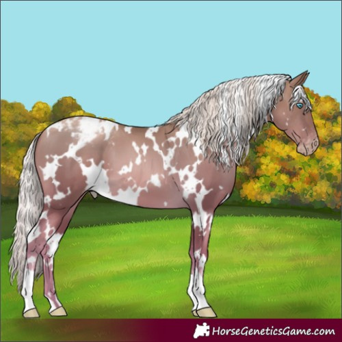 Horse Color:Gray White Spotted Palomino Pearl Snowcap