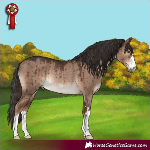 Horse Color:Liver Red Dun Rabicano Brindle
