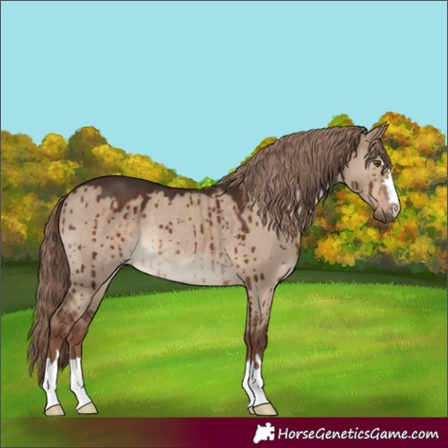 Horse Color:Liver Red Dun Rabicano Brindle 