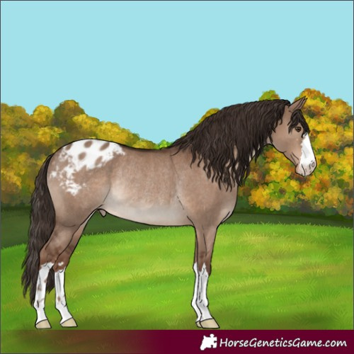Horse Color:Liver Red Dun Blanket Rabicano 