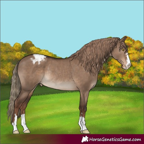 Horse Color:Liver Red Dun Blanket Rabicano