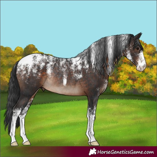 Horse Color:Powder White Brown Rabicano 