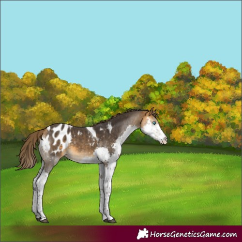 Horse Color:Buckskin Splash Tobiano Blanket 