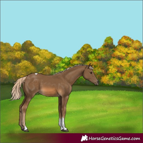 Horse Color:Chocolate Palomino Tobiano