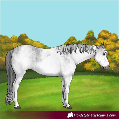 Horse Color:Gray White Spotted Black and Gray White Spotted Black