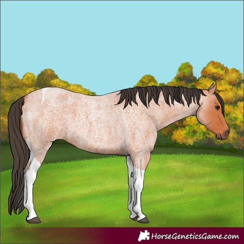 Horse Color:Bay Roan Tobiano