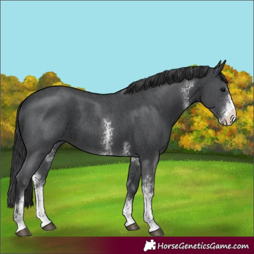 Horse Color:Black Sabino 